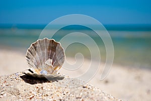 Open gray shell with a pearl lies on the sand on a background of blue sea and blue sky summer vacation