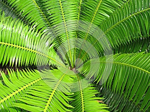 Open Green Fern Leaf Background