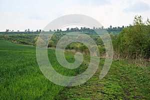 Open green field and road