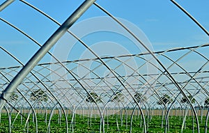 Open Greenhouse