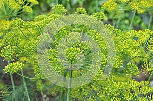 Dill Anethum graveolens grows in the garden