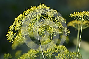 Dill Anethum graveolens grows in the garden