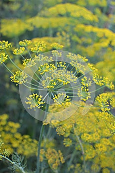 Dill Anethum graveolens grows in the garden