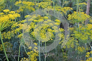 Dill Anethum graveolens grows in the garden