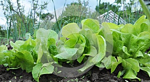 In the open ground grows lettuce Lactuca sativa photo