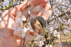 open hand showing a harvested almond with a branch of almond tree with some white flowers at the end in a sunny day of spring