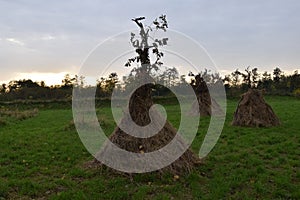 Open haystacks as mice shelters near owl nest box