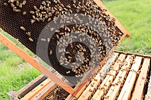 Open hive, beekeeping