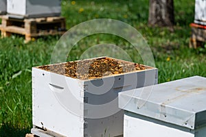 Open hive with bees in the apiary