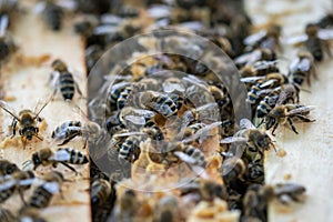 Open hive showing the frames populated by h photo