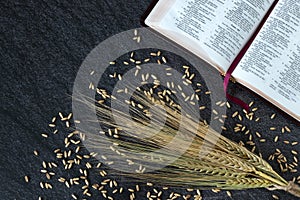 Open holy bible with a stalk of ripe barley ears and grain on dark background, top view