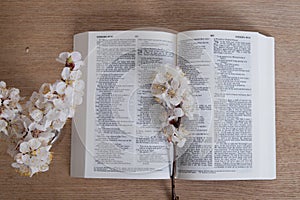 Open Holy Bible on table top view with blooming spring branch