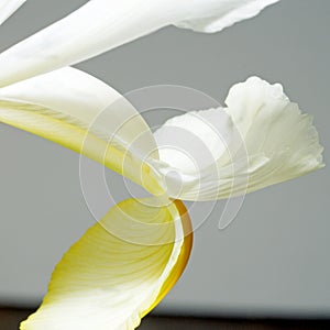 Open iris grey background sq