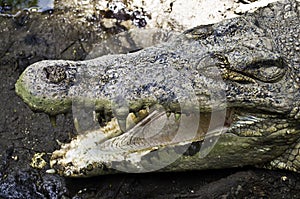 Open jaws crocodile