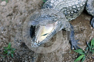 Open the jaws of a crocodile.