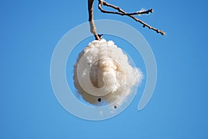 Open Kapok seed pod in a tree