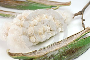 Open Kapok seed pod in white background