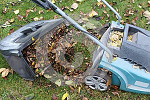 An open lawn mower container filled with clipped grass and leaves.