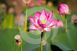 Open lotus, closeup