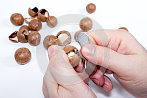 Open Macadamia nut by tool on background