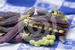 Open marrow fat pea in blue