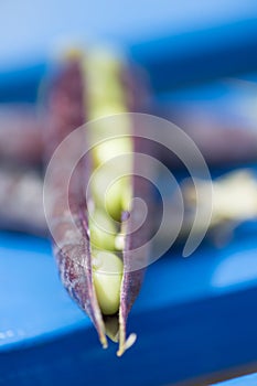 Open marrowfat pea in blue