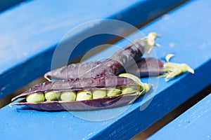 Open marrowfat pea in blue