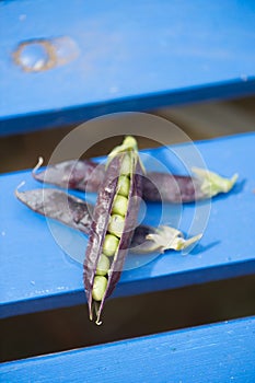 Open marrowfat pea in blue