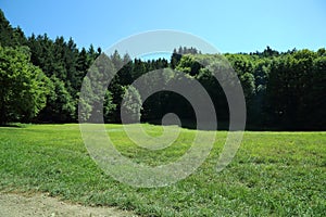 Open Meadow Surrounded by Dense Forest Vegetation