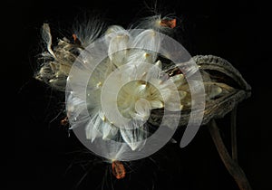 Open milkweed pod against black