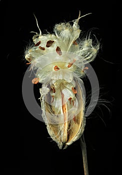 Open milkweed pod against black