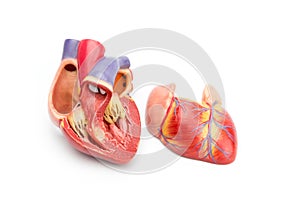 Open model of human heart showing inside