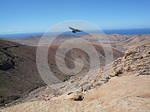 Open Mountain window view with bird in Fuerteventura Canary/islands