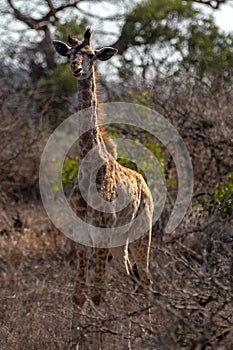 Open mouth baby giraffe in Kruger National Park in South Africa