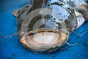 Open mouth the channel catfish close up with blue background