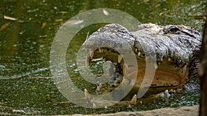 Open mouth Crocodile