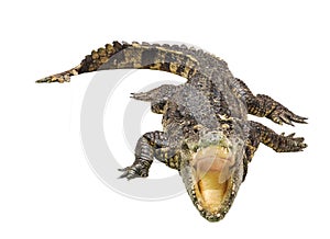 Open Mouth Crocodile Isolated on White Background
