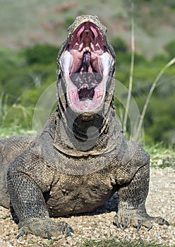 The open mouth of the Komodo dragon. Close up portrait, front view.