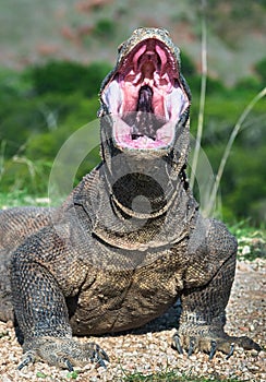 The open mouth of the Komodo dragon. Close up portrait, front view. Komodo dragon.  Scientific name: Varanus Komodoensis. Natural