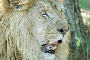 Open mouth lion