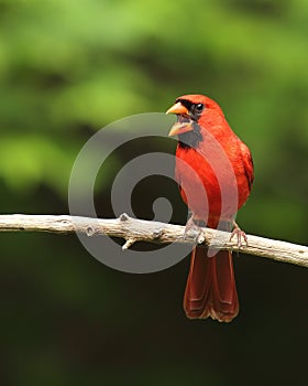 Open mouth male Northern Cardinal