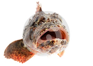 Open mouth of a stone perch