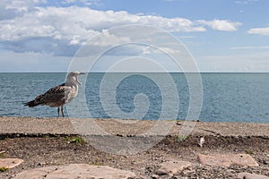 Open-mouthed bird in the sea, trying to speak photo