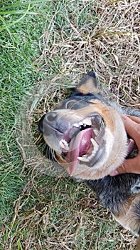 open-mouthed breed dog