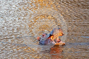 Open mouthed common hippo during golden hour in lake in South Africa