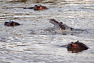 Open mouthed Common Hippo [hippopotamus amphibius] yawning in a lake in Africa