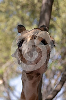 Open mouthed Giraffe blowing a kiss in the Serengeti in Africa