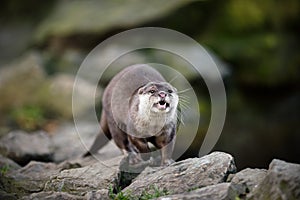 Open Mouthed Oriental Short-clawed Otter