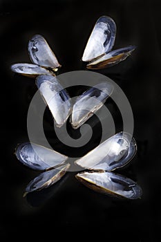 Open mussel shells on black background