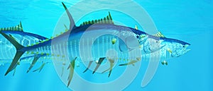 Open Ocean Yellowfin Tuna